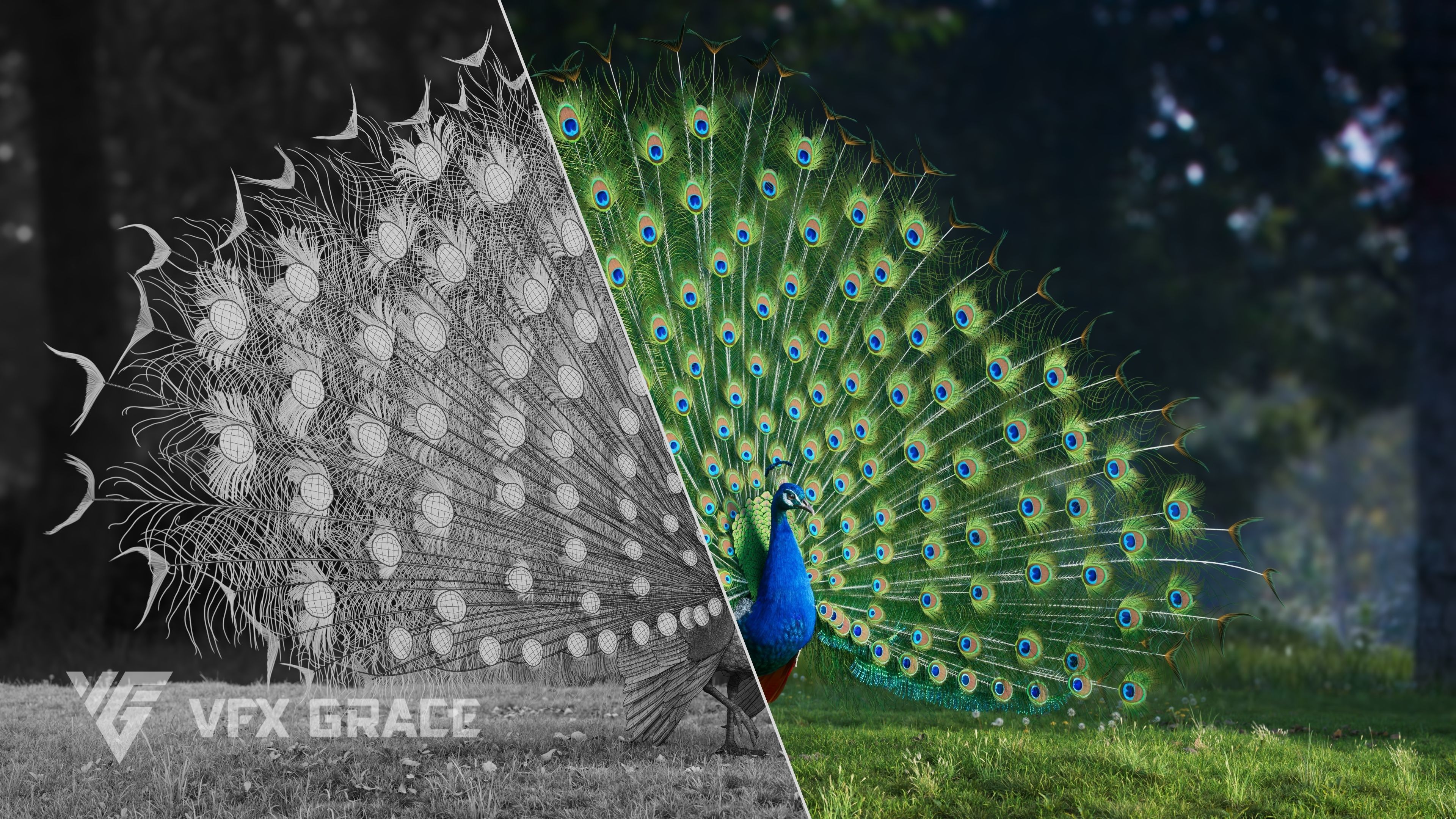 Indian Peafowl Animated VFX Grace 3D model_7