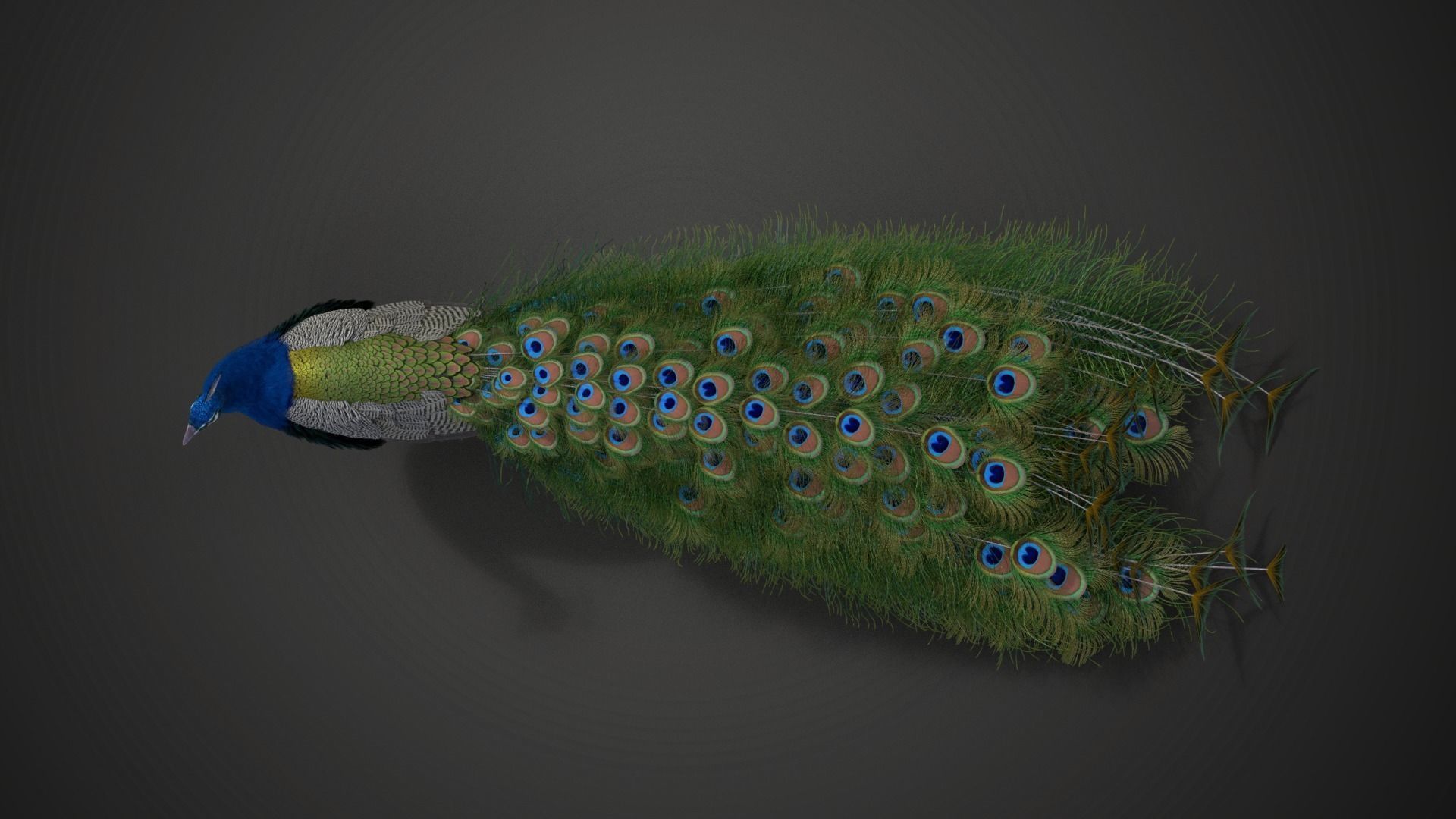 Indian Peafowl Animated VFX Grace 3D model_19