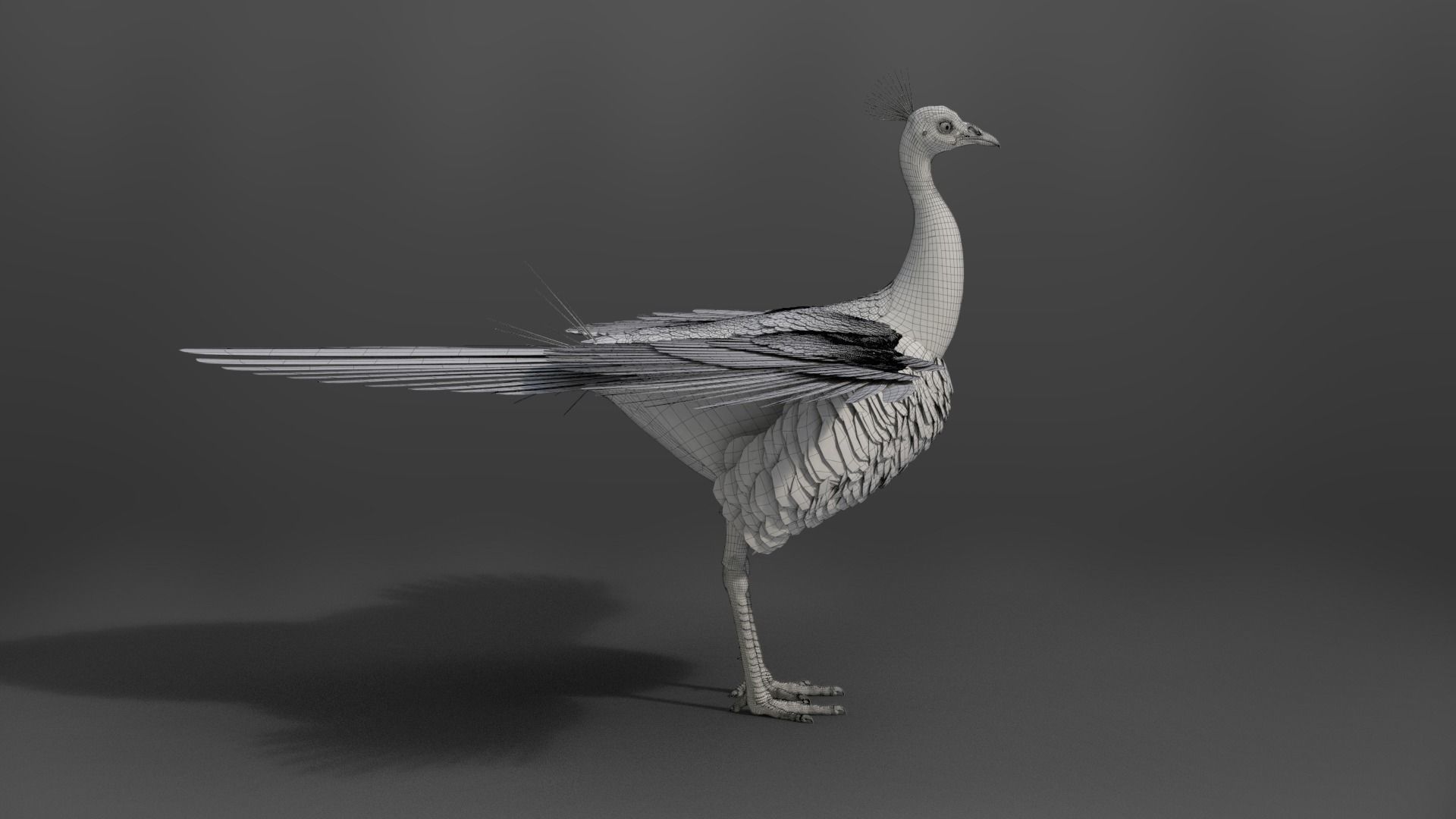 Indian Peafowl Animated VFX Grace 3D model_40