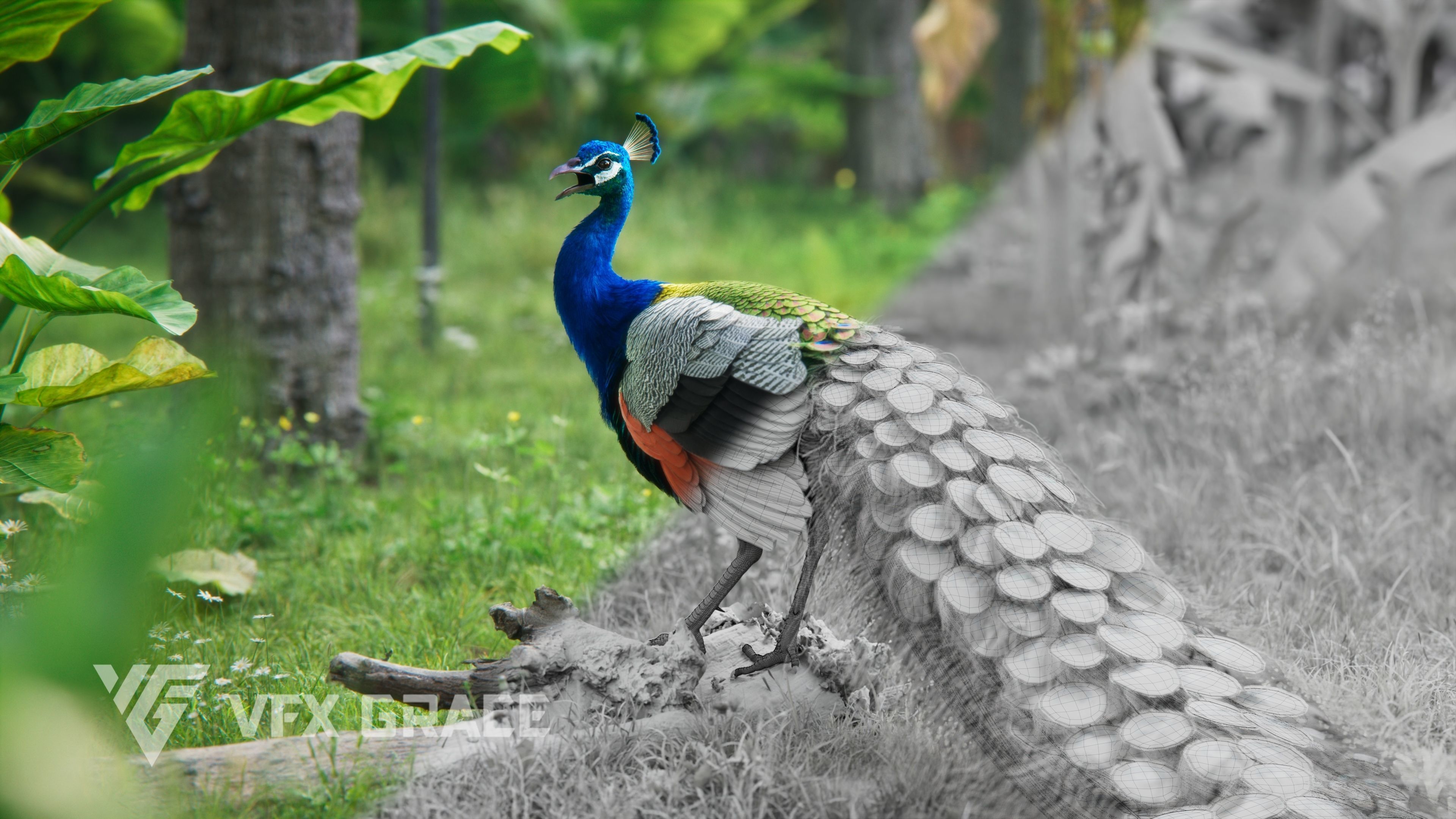 Indian Peafowl Animated VFX Grace 3D model_9