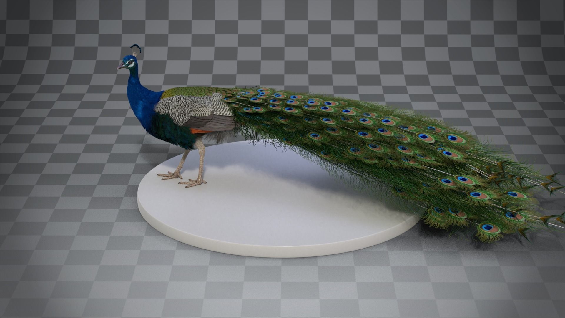 Indian Peafowl Animated VFX Grace 3D model_16