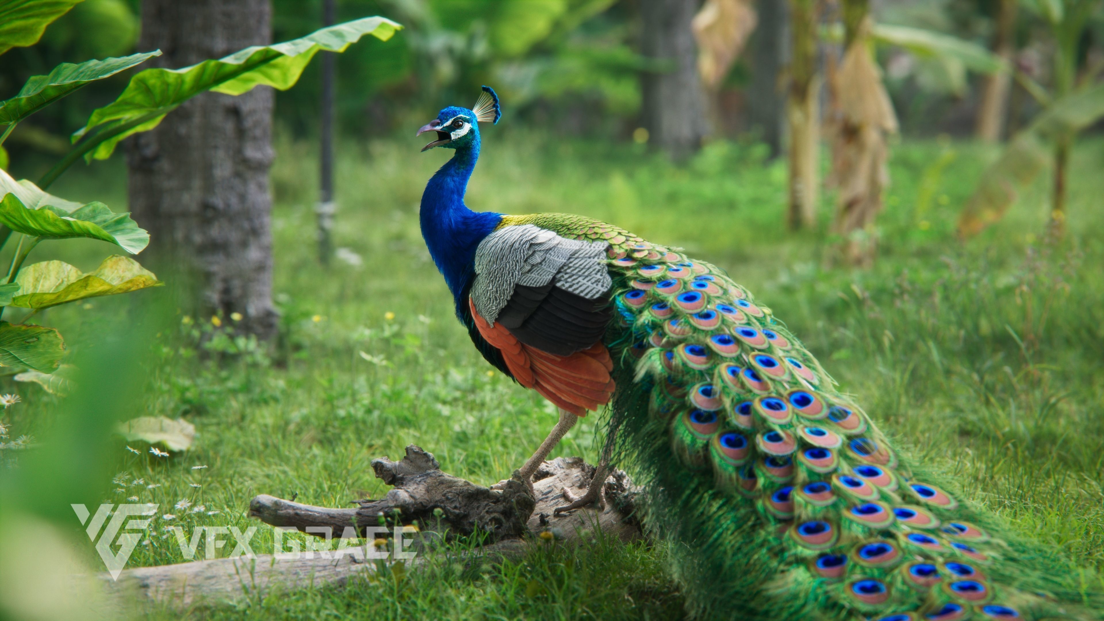 Indian Peafowl Animated VFX Grace 3D model_8