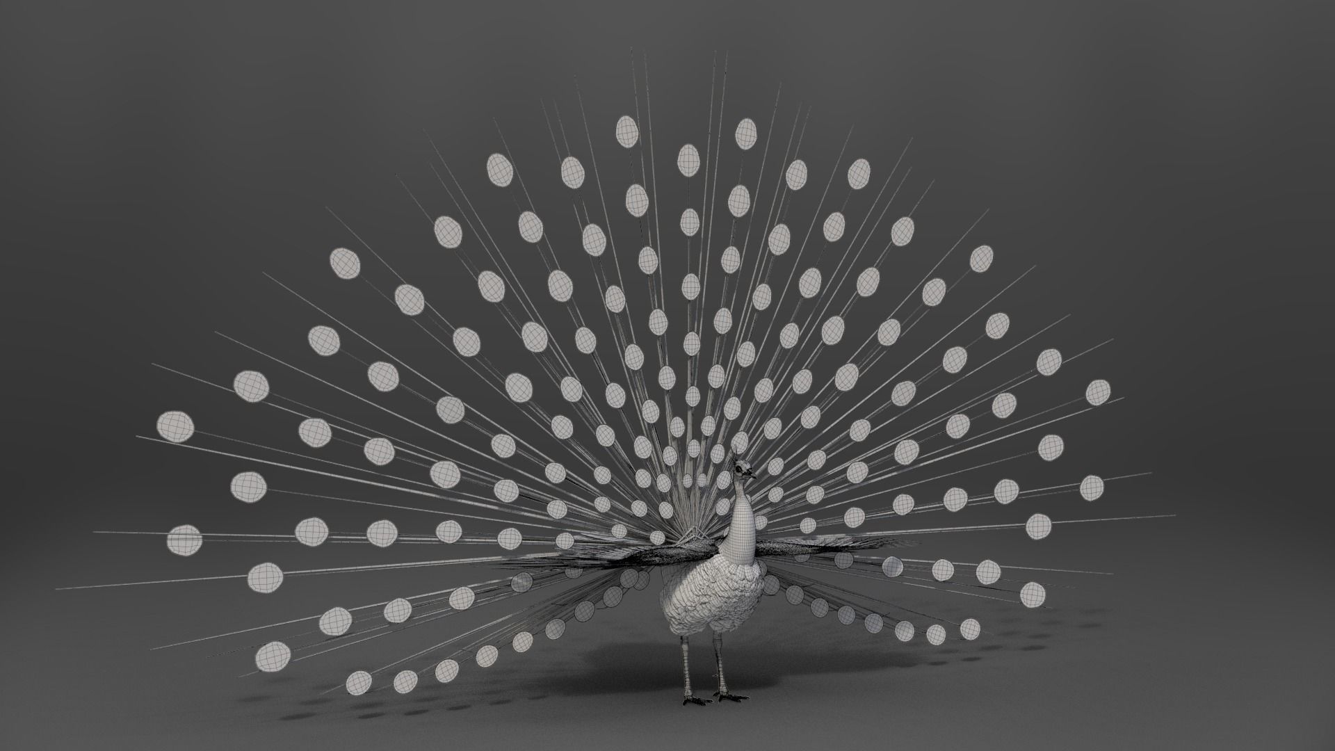 Indian Peafowl Animated VFX Grace 3D model_38
