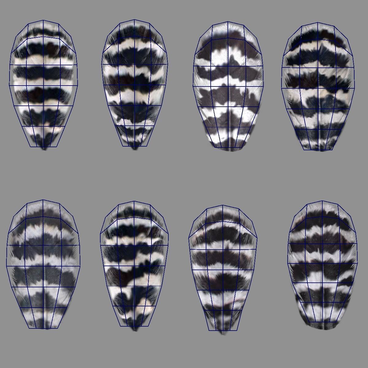 Indian Peafowl Animated VFX Grace 3D model_49