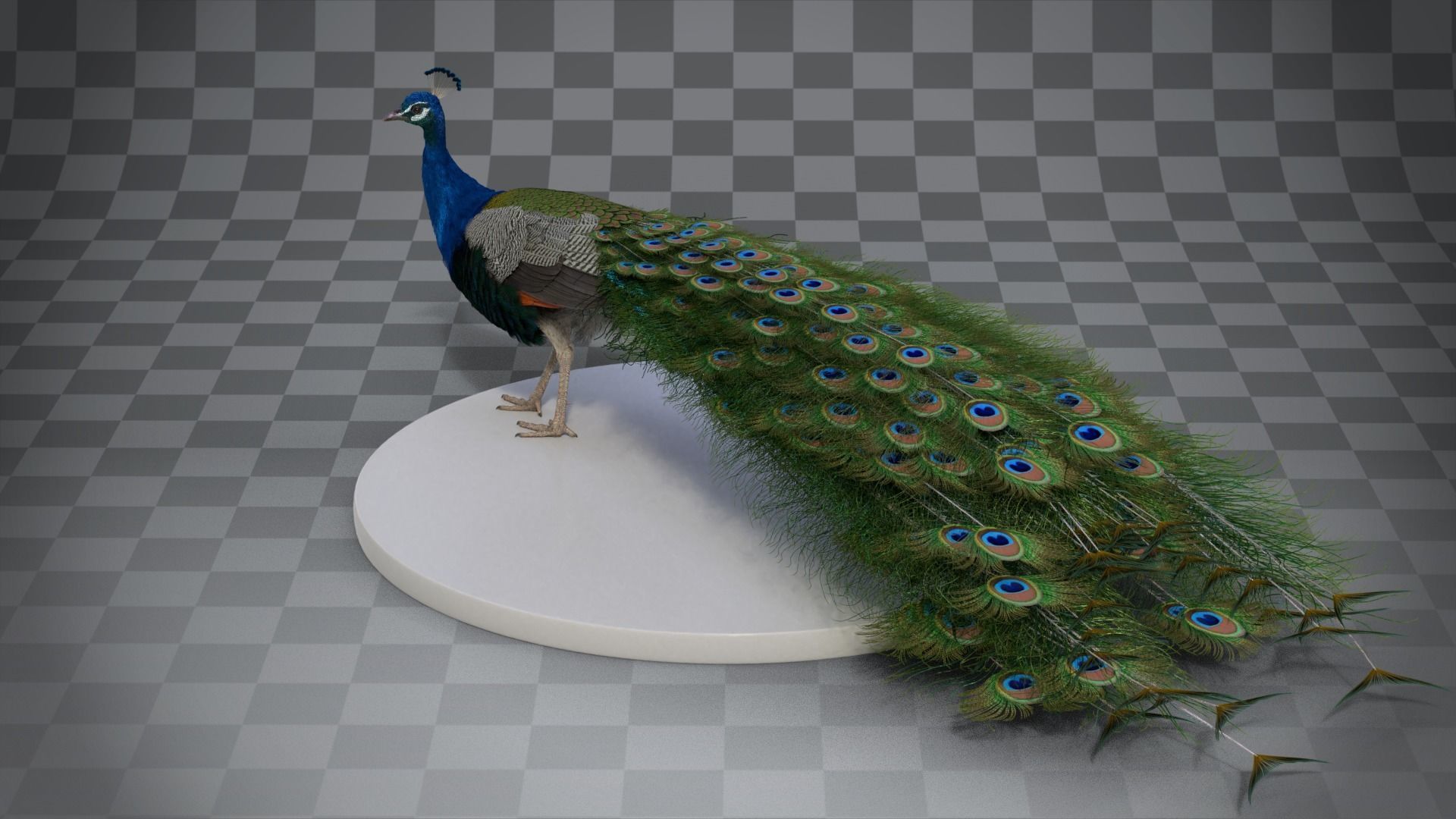 Indian Peafowl Animated VFX Grace 3D model_15