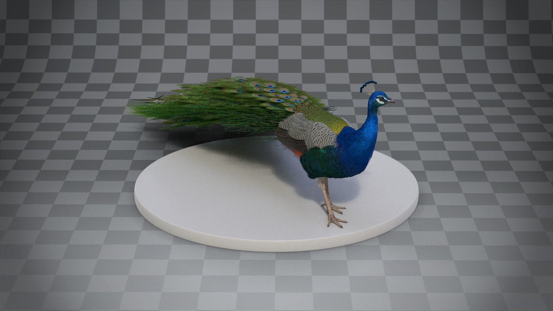 Indian Peafowl Animated VFX Grace 3D model_12