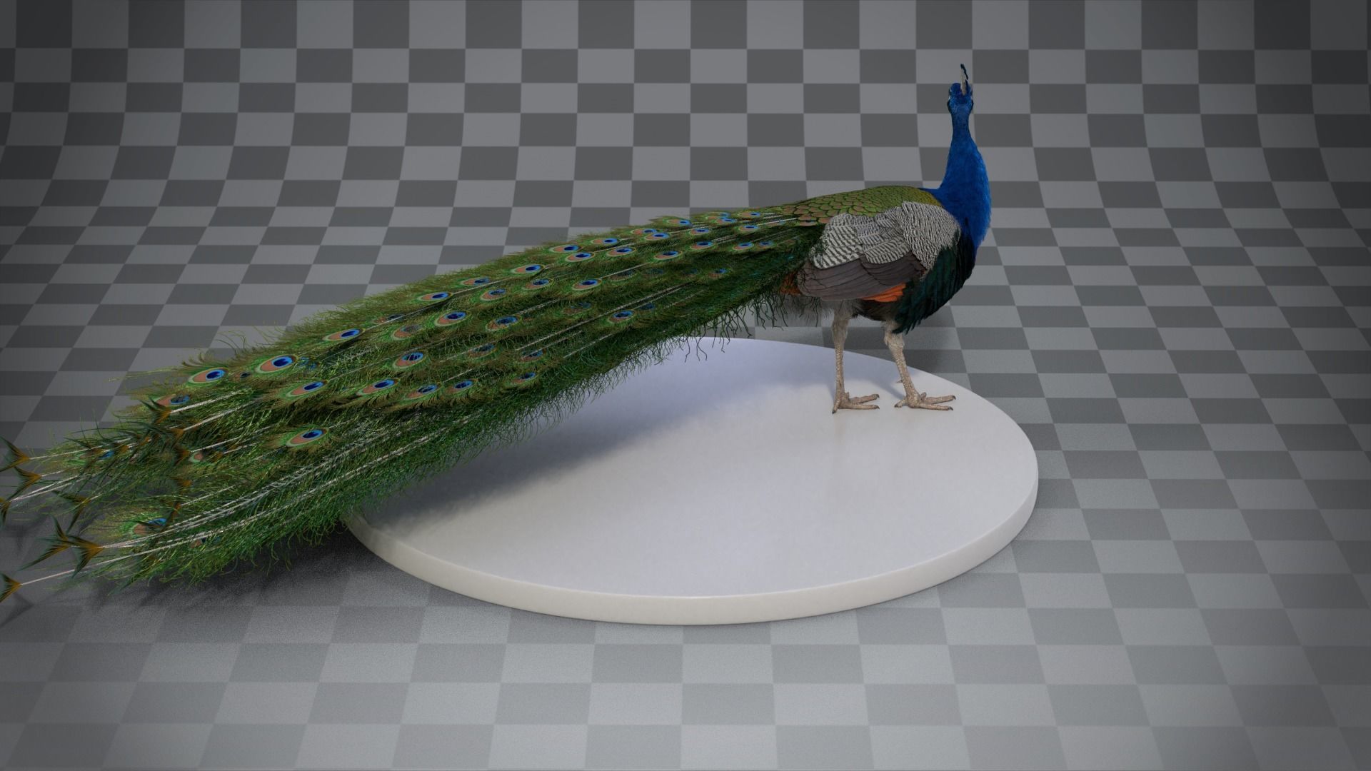 Indian Peafowl Animated VFX Grace 3D model_14
