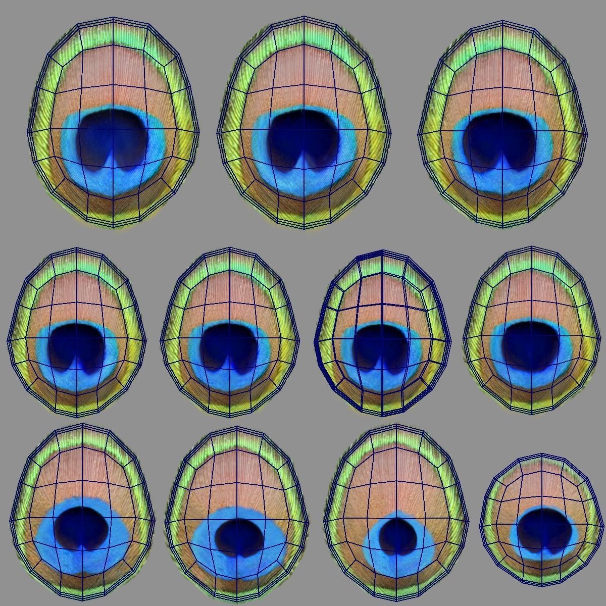 Indian Peafowl Animated VFX Grace 3D model_46