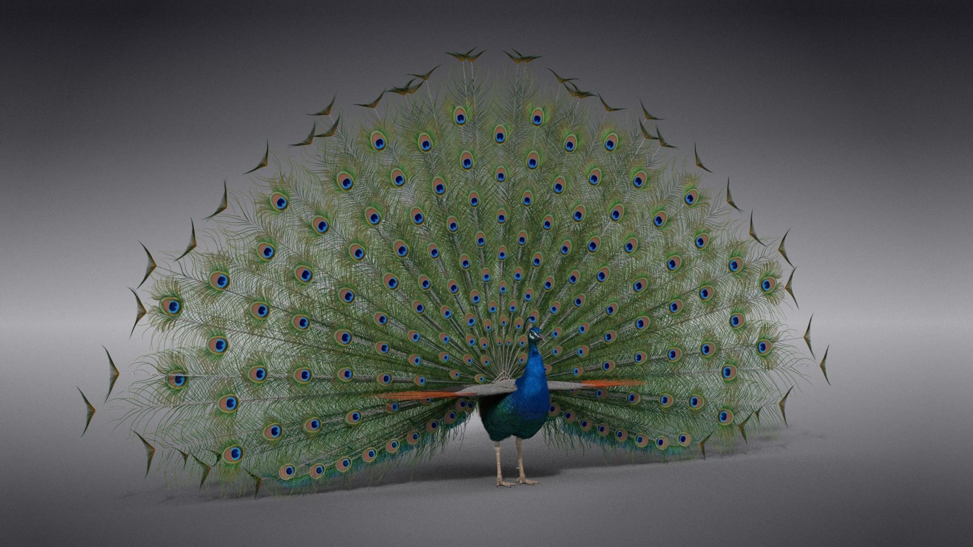 Indian Peafowl Animated VFX Grace 3D model_18