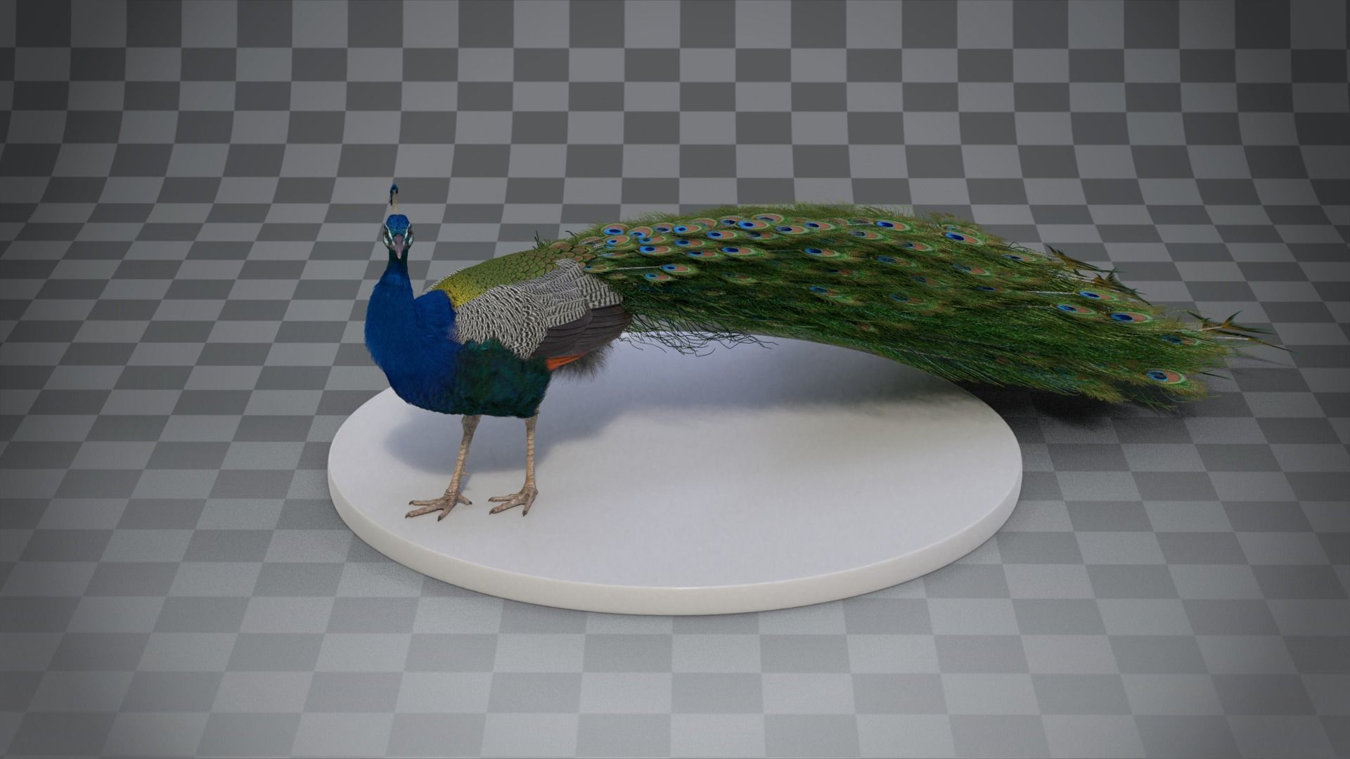 Indian Peafowl Animated VFX Grace 3D model_17