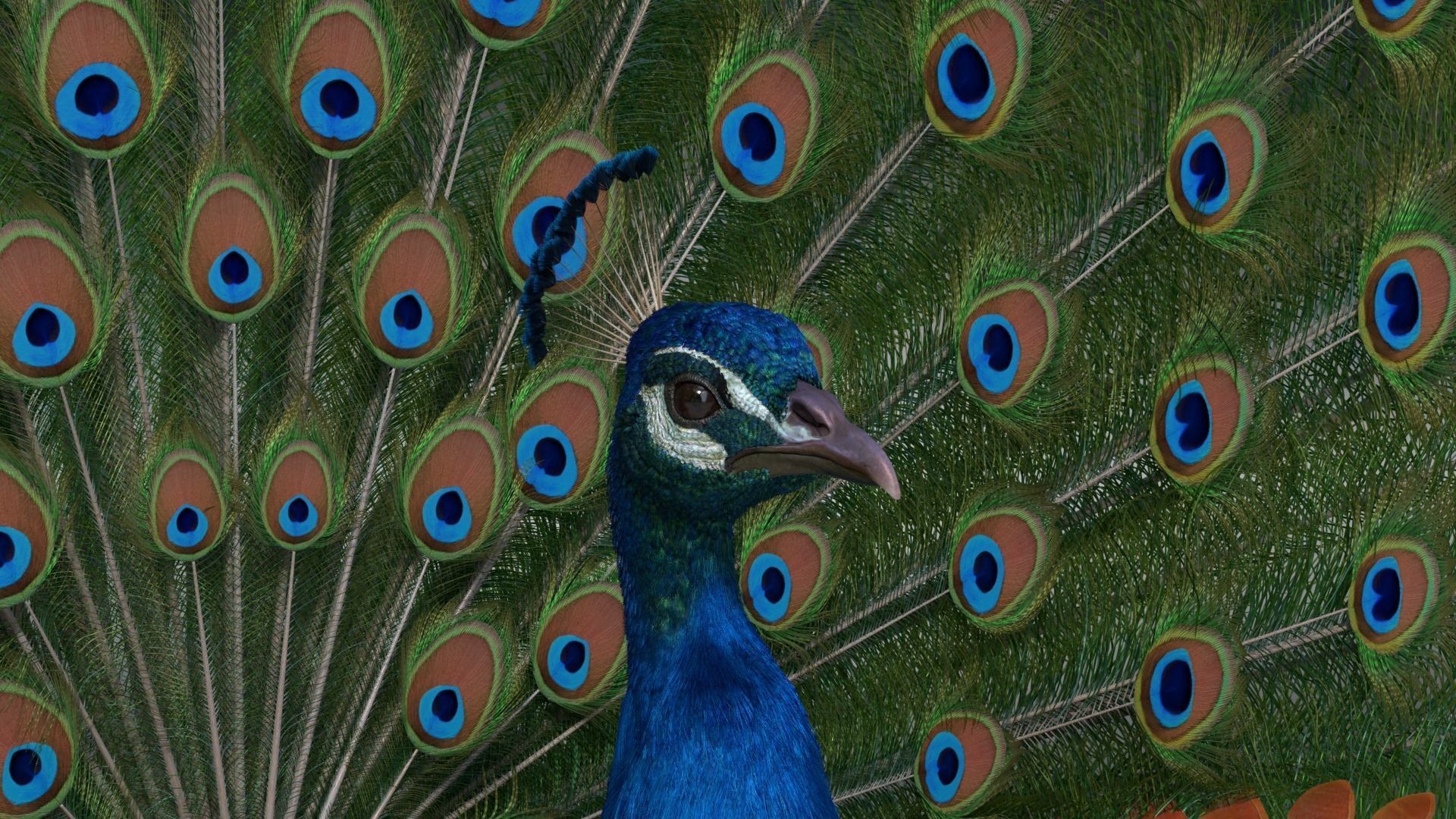 Indian Peafowl Animated VFX Grace 3D model_10