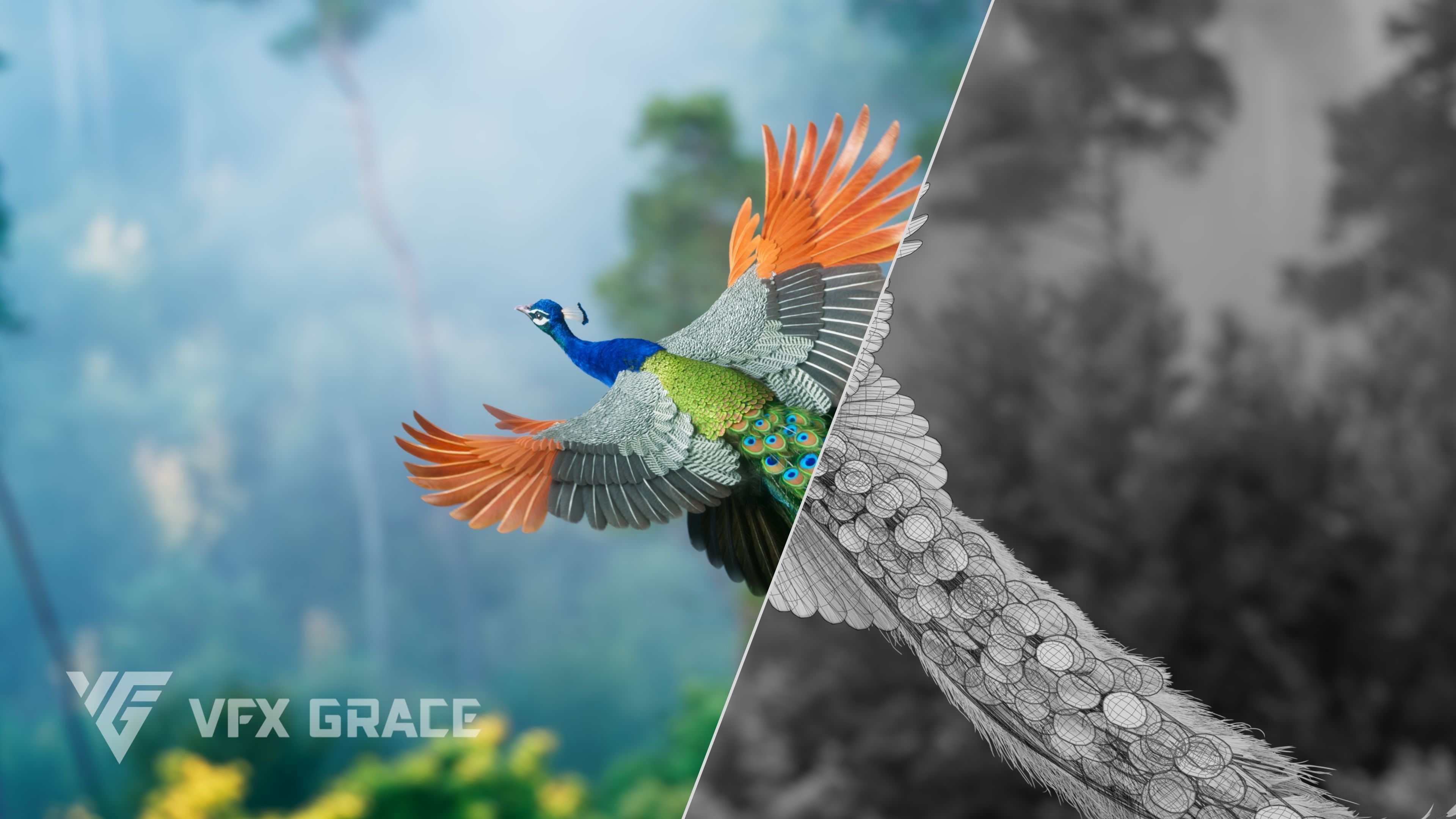 Indian Peafowl Animated VFX Grace 3D model_5