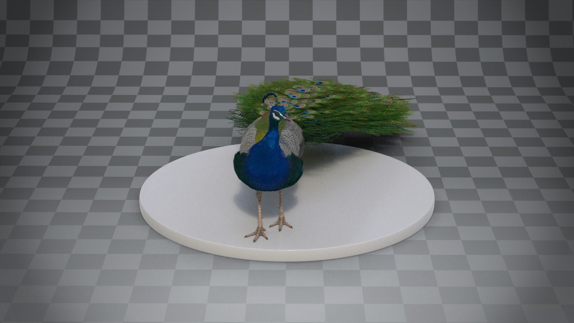 Indian Peafowl Animated VFX Grace 3D model_11