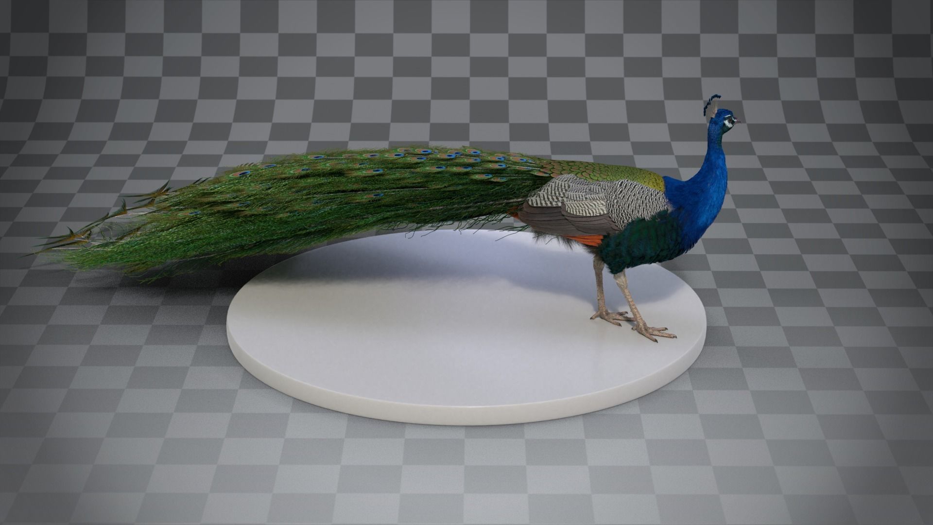 Indian Peafowl Animated VFX Grace 3D model_13