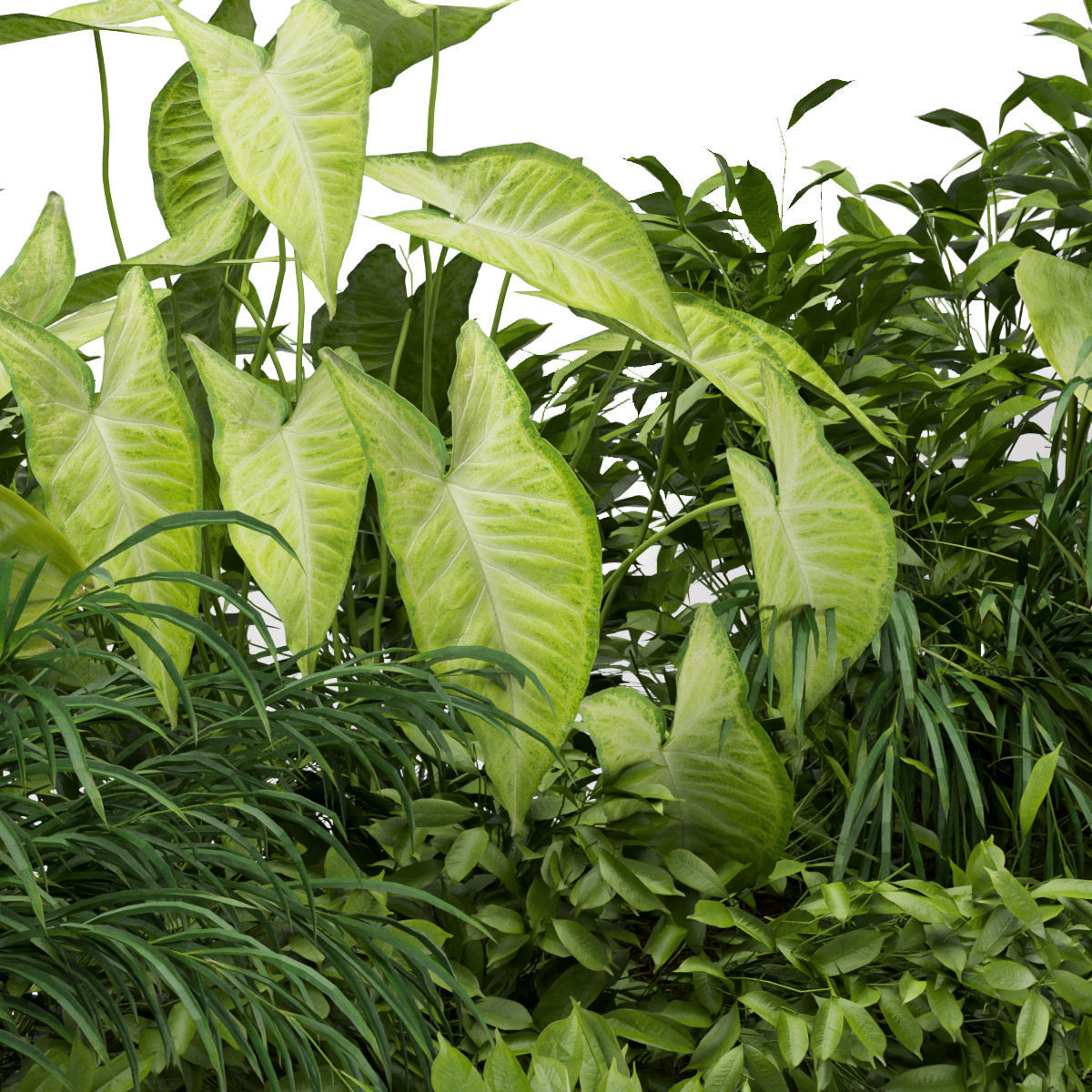 Collection plant vol 325 - indoor - banana 3D model_2