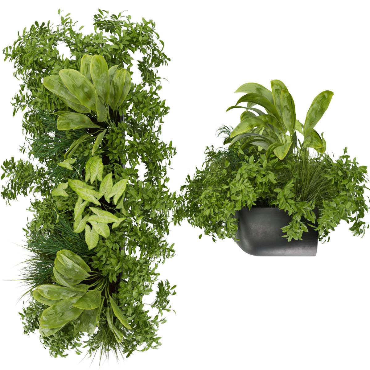 Collection plant vol 325 - indoor - banana 3D model_3