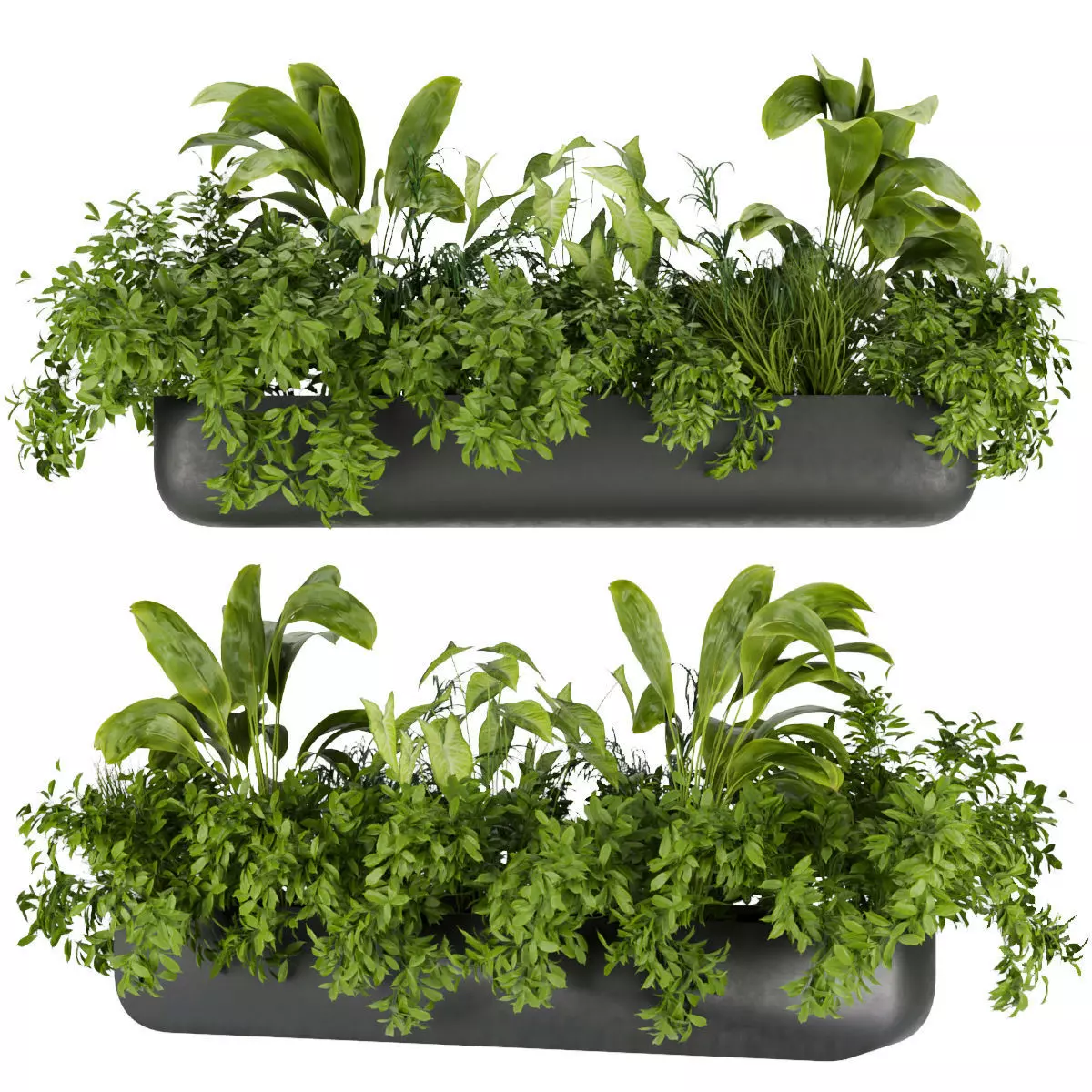 Collection plant vol 325 - indoor - banana 3D model_0