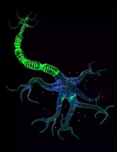 Neuron Undergoing Action Potential