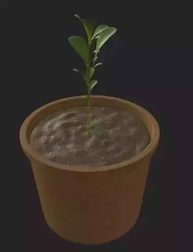 Plant pot 