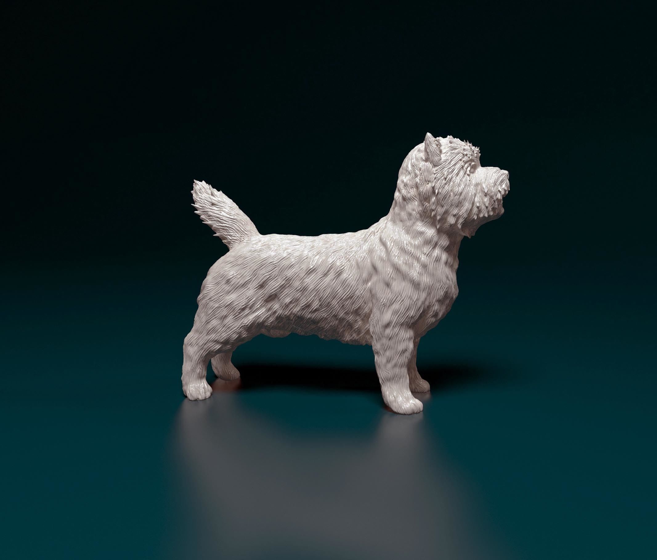 Cairn terrier 3D print model_1