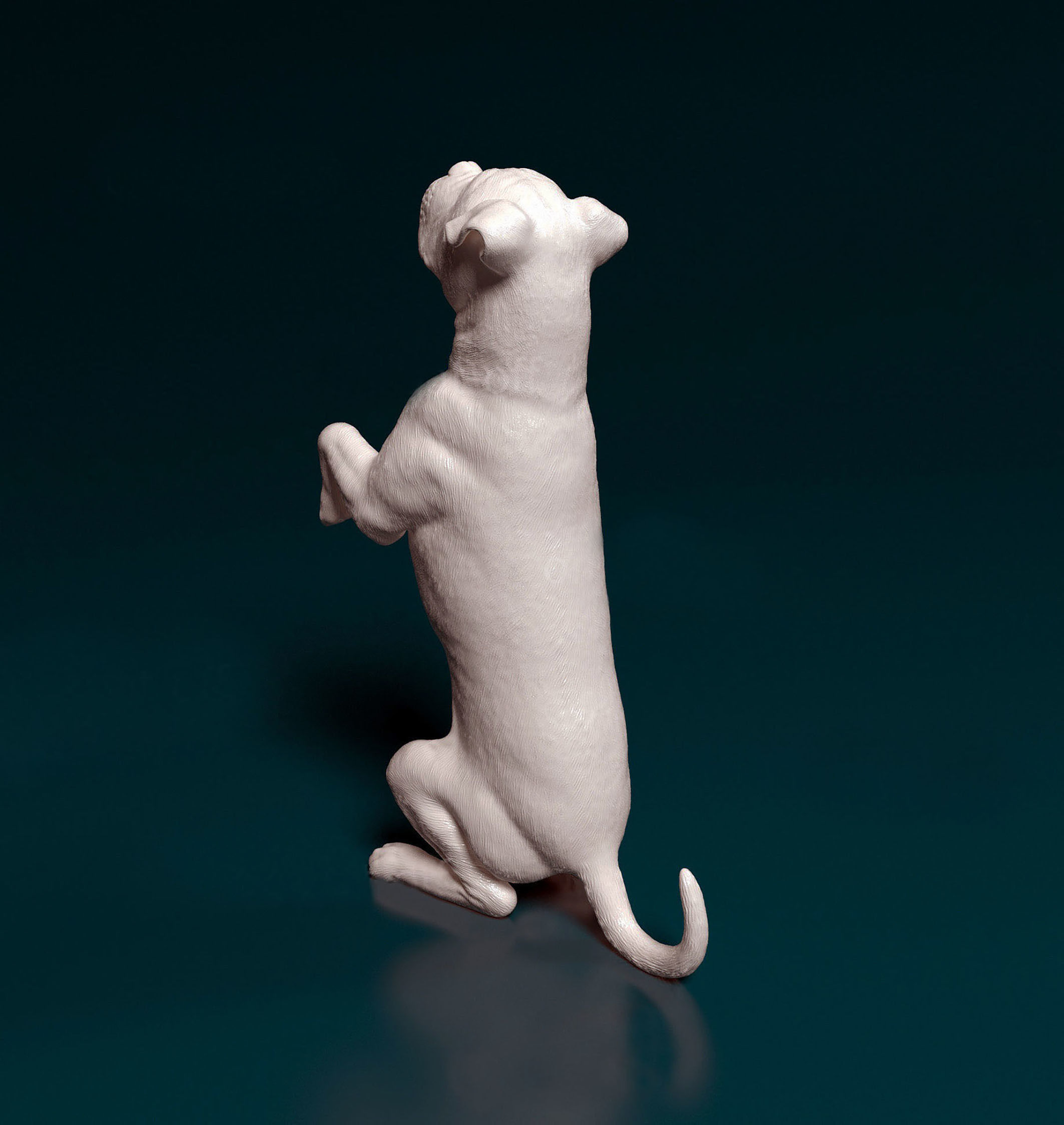 Cane Corso 3D print model_4