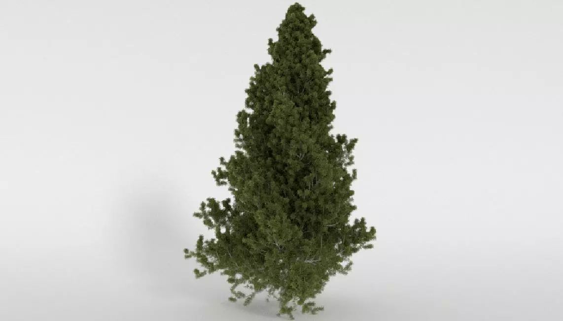 Realistic Tree pine 3D model_0
