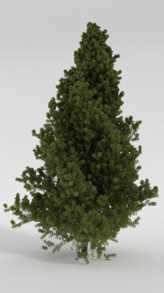 Realistic Tree pine 3D model_3