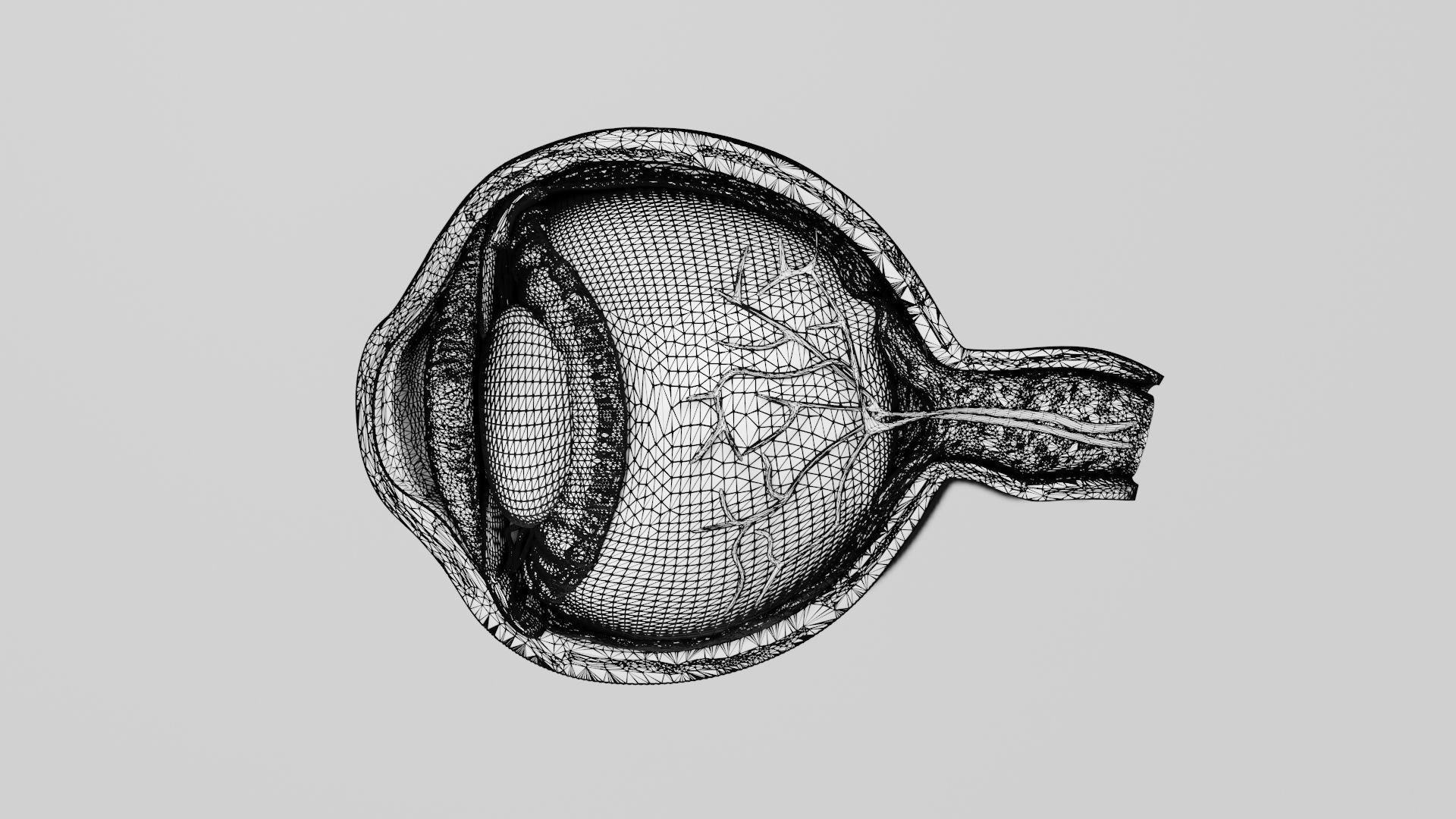 Anatomy of eye 3D model_7
