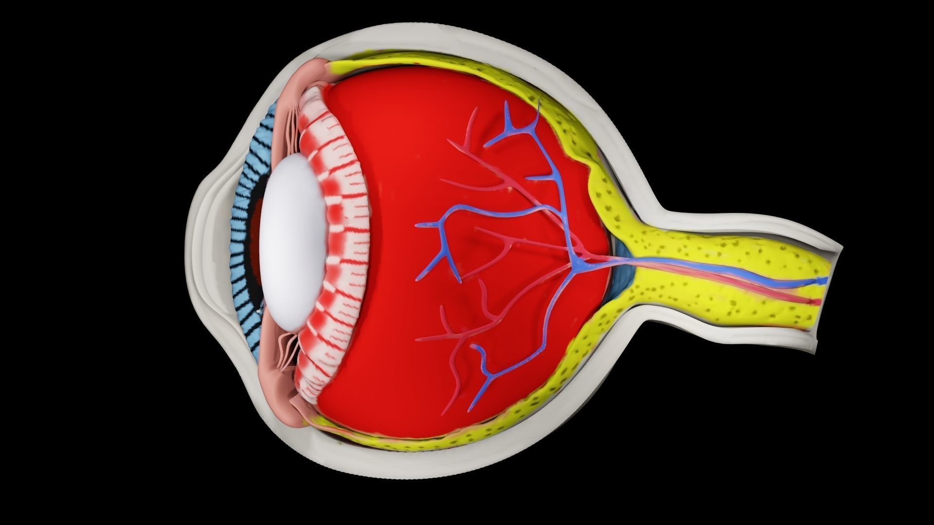 Anatomy of eye 3D model_5