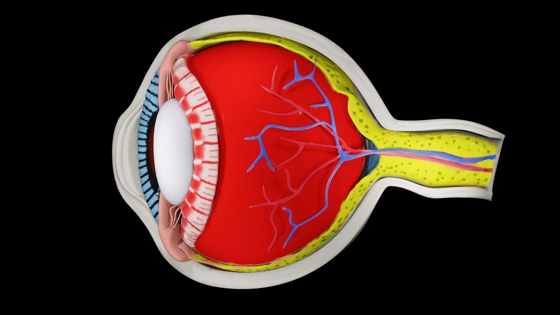 Anatomy of eye 3D model_1