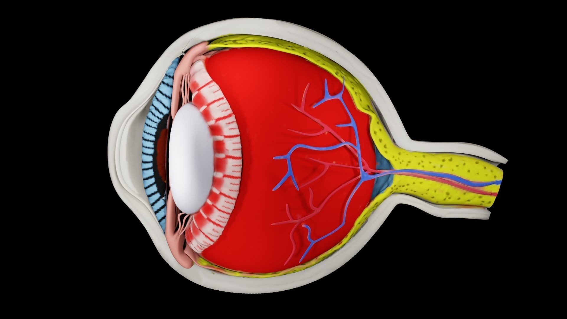 Anatomy of eye 3D model_4