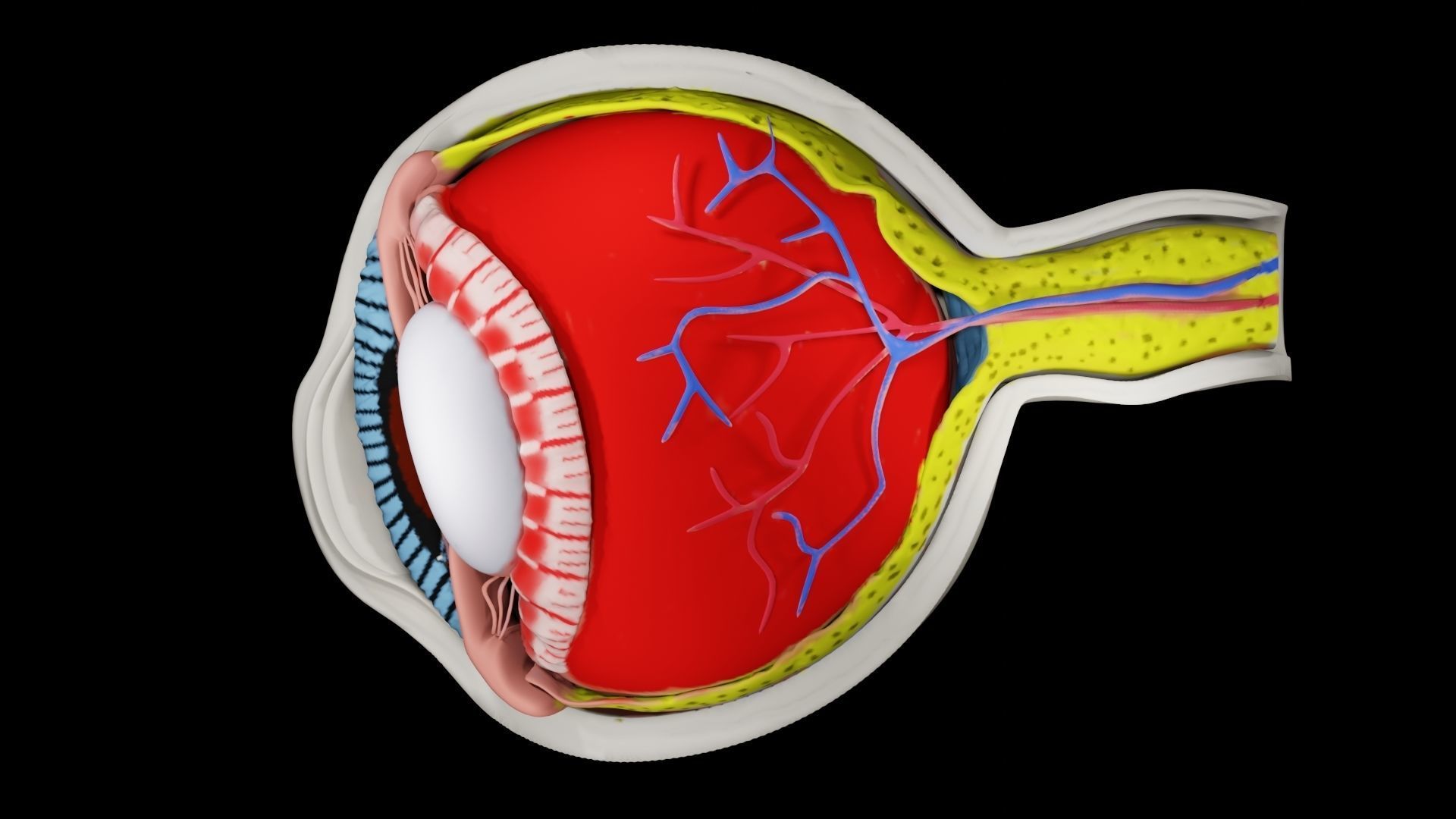 Anatomy of eye 3D model_6