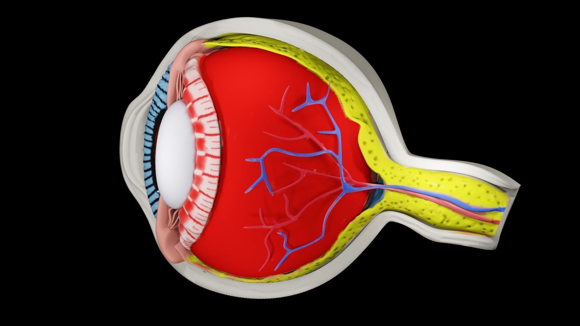 Anatomy of eye 3D model_3