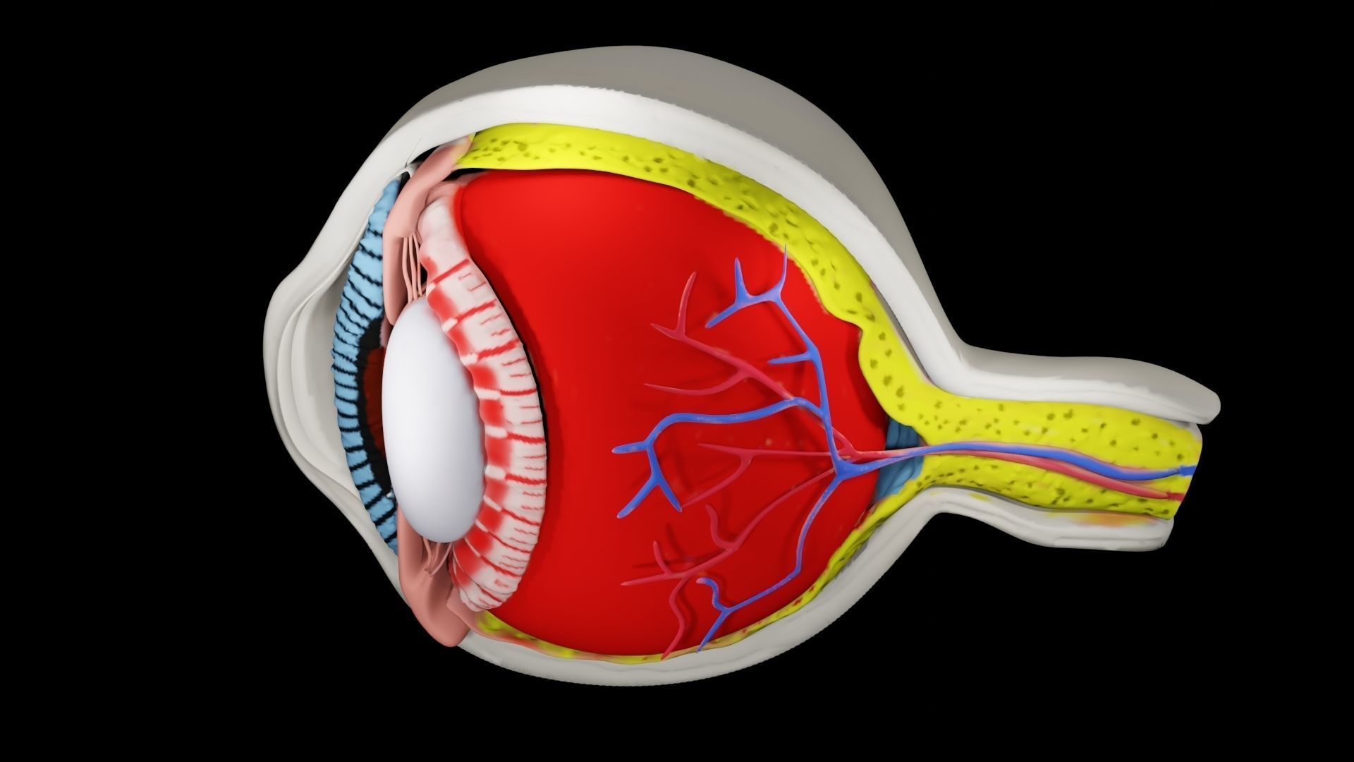 Anatomy of eye 3D model_2