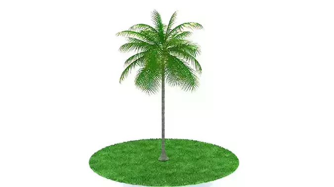 Coconut Tree for Exterior
