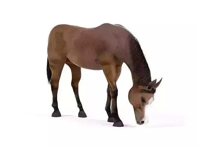 Horse Brown