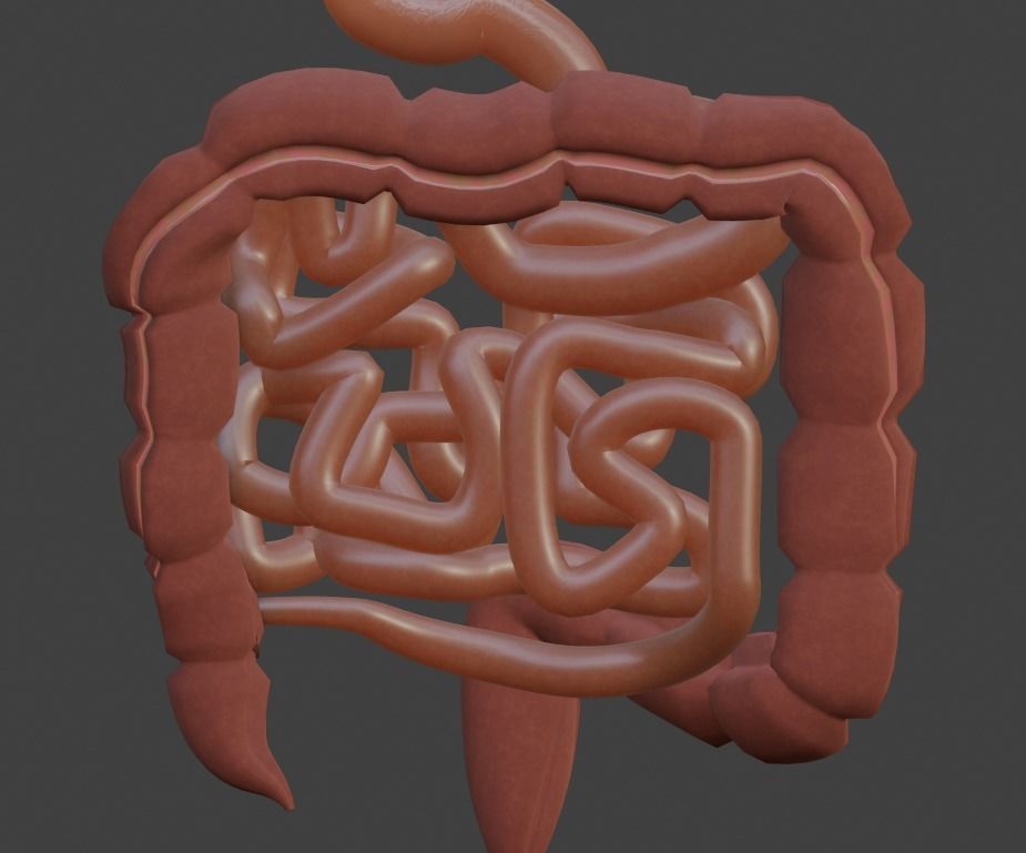 Animated Stomach and Digestive System with Small Intestines Low-poly 3D model_2
