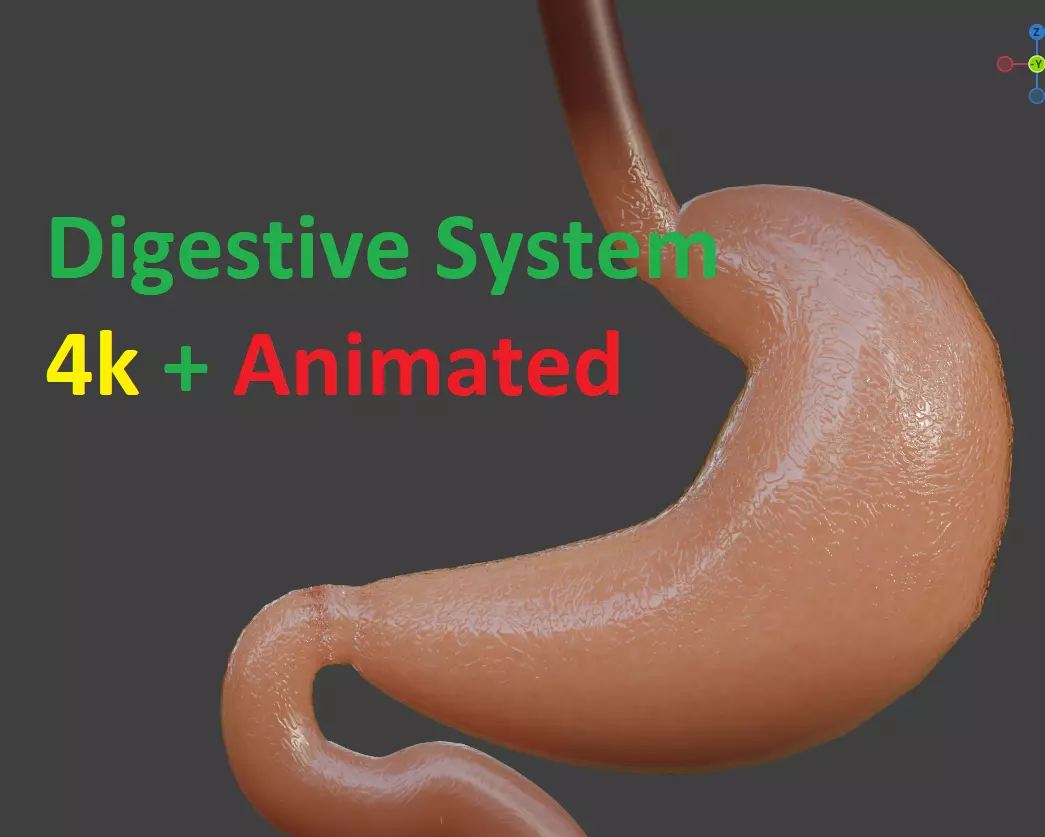 Animated Stomach and Digestive System with Small Intestines Low-poly 3D model_0