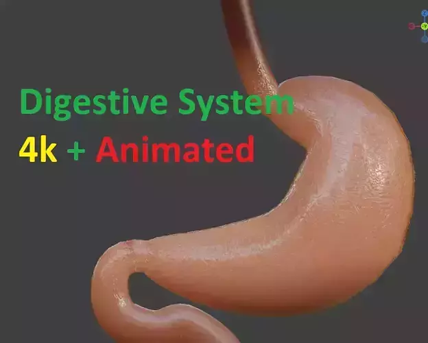 Animated Stomach and Digestive System with Small Intestines Low-poly 3D model