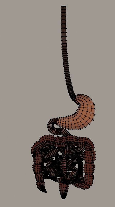Animated Stomach and Digestive System with Small Intestines Low-poly 3D model_8