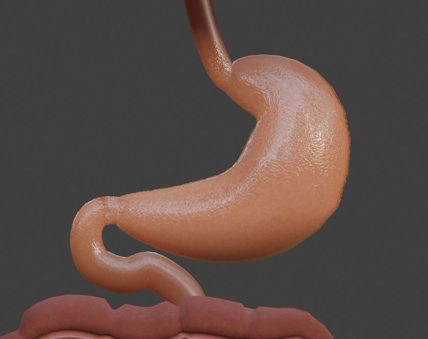 Animated Stomach and Digestive System with Small Intestines Low-poly 3D model_3