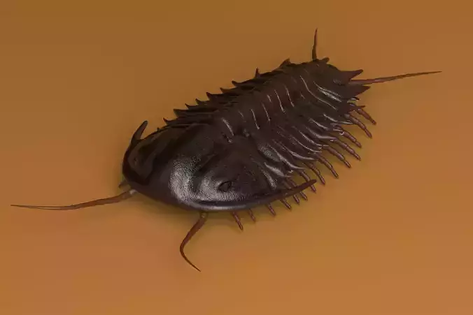 Trilobite - Olenoides Serratus 3D model