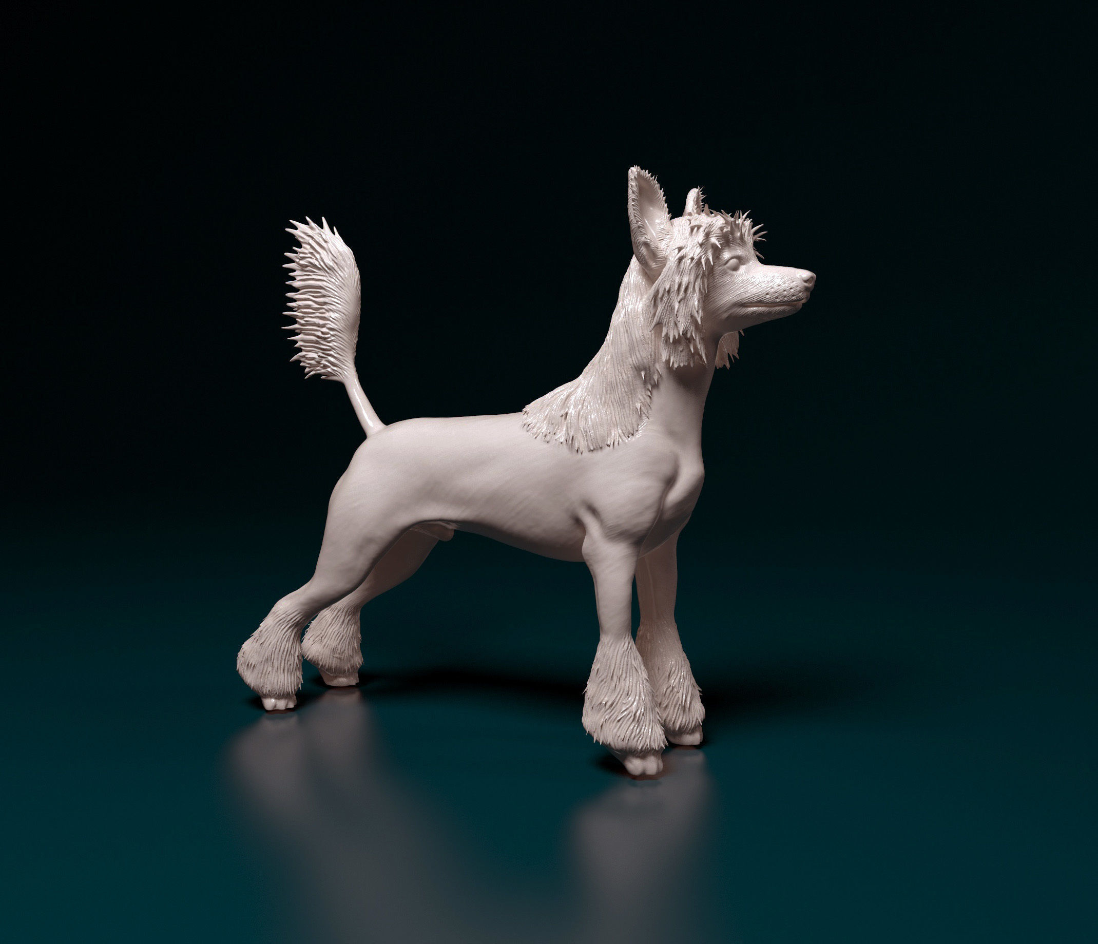 Chinese Crested dog 3D print model_9