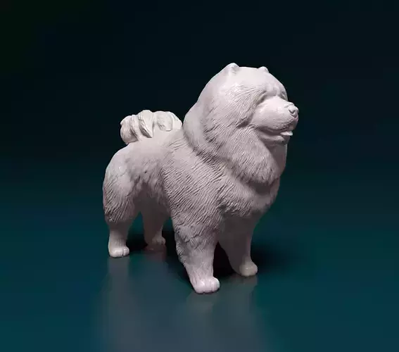 Chow-chow dog 3D print model