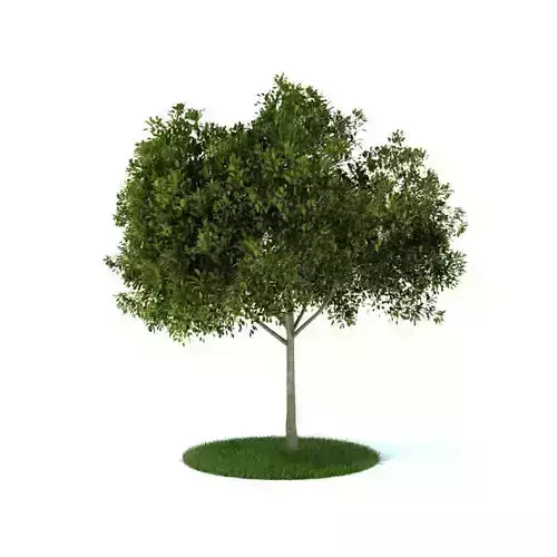 Small Leafy Tree