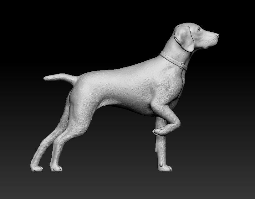 Deutsch Kurzhaar 3D print model_9