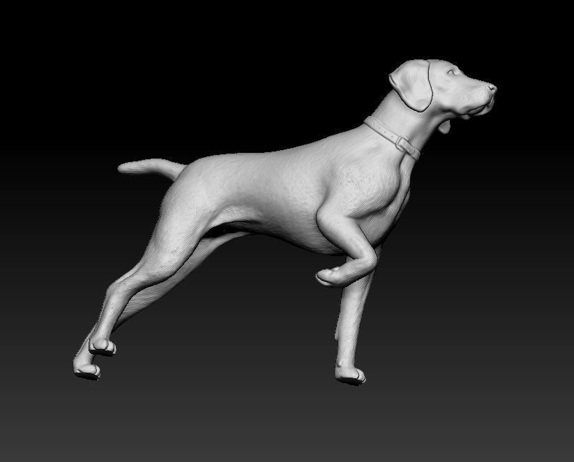 Deutsch Kurzhaar 3D print model_8