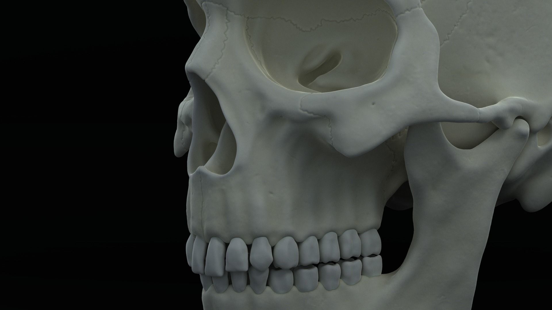 Skull human Free 3D model_3