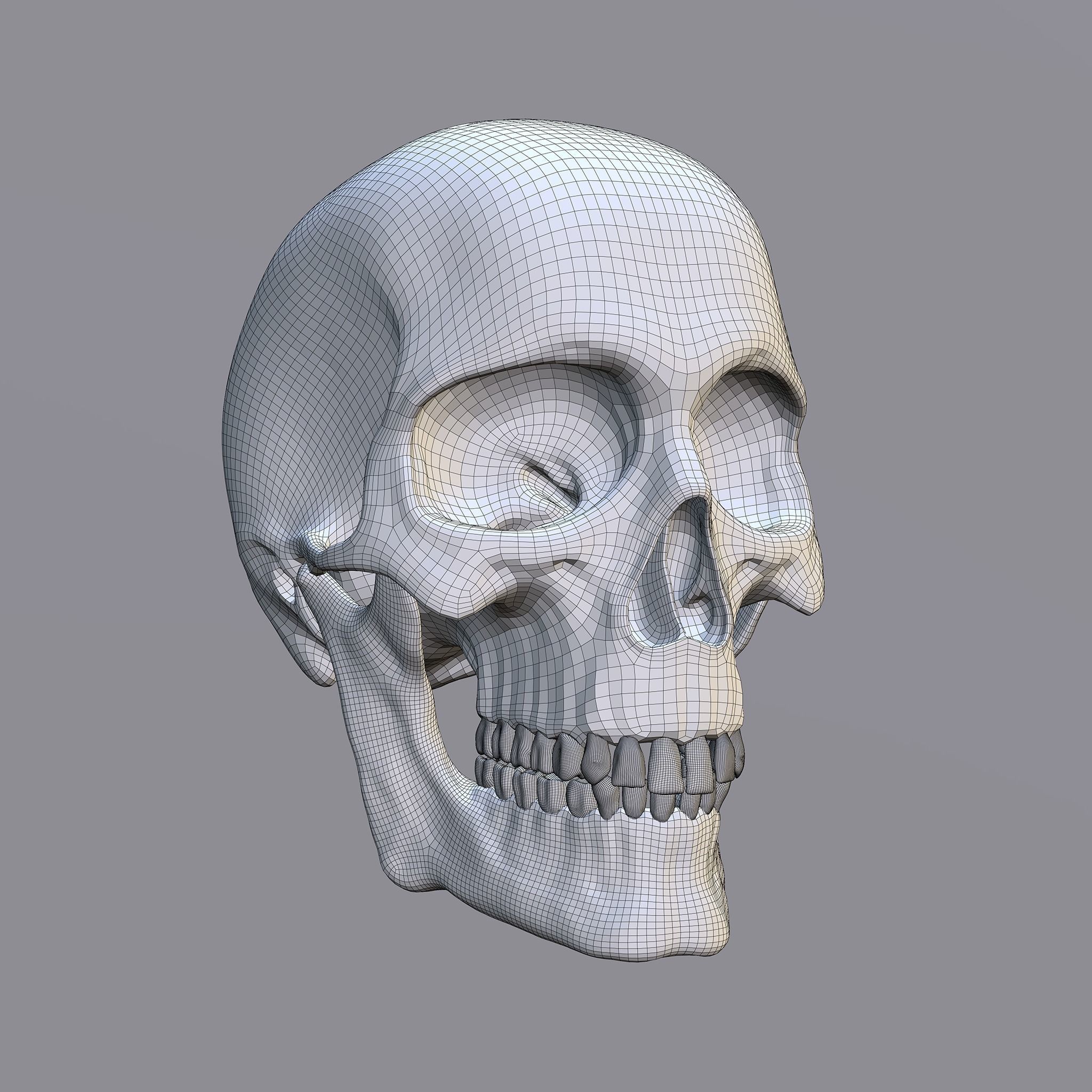 Skull human Free 3D model_11