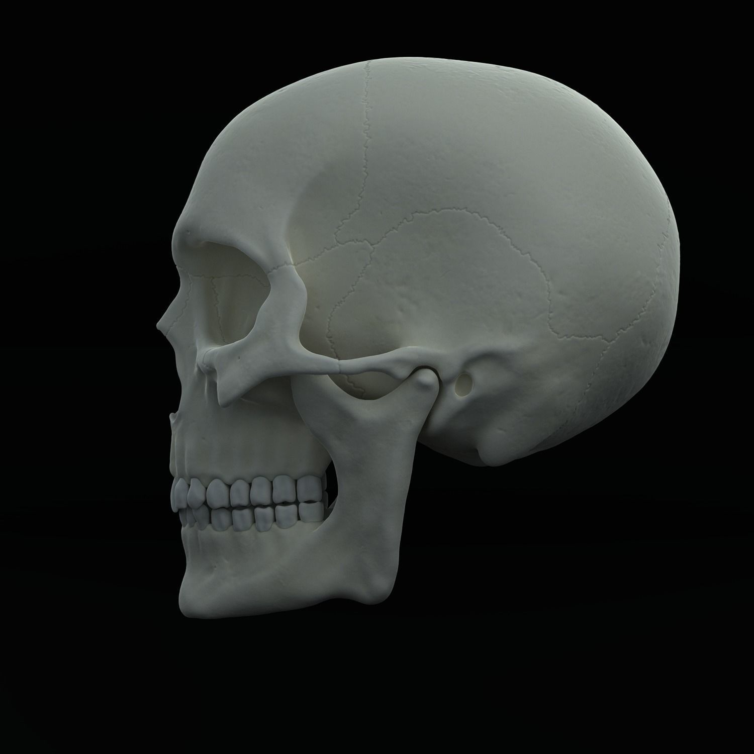 Skull human Free 3D model_2
